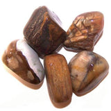 24x L Tumble Stones - Petrified Wood - Hira Online